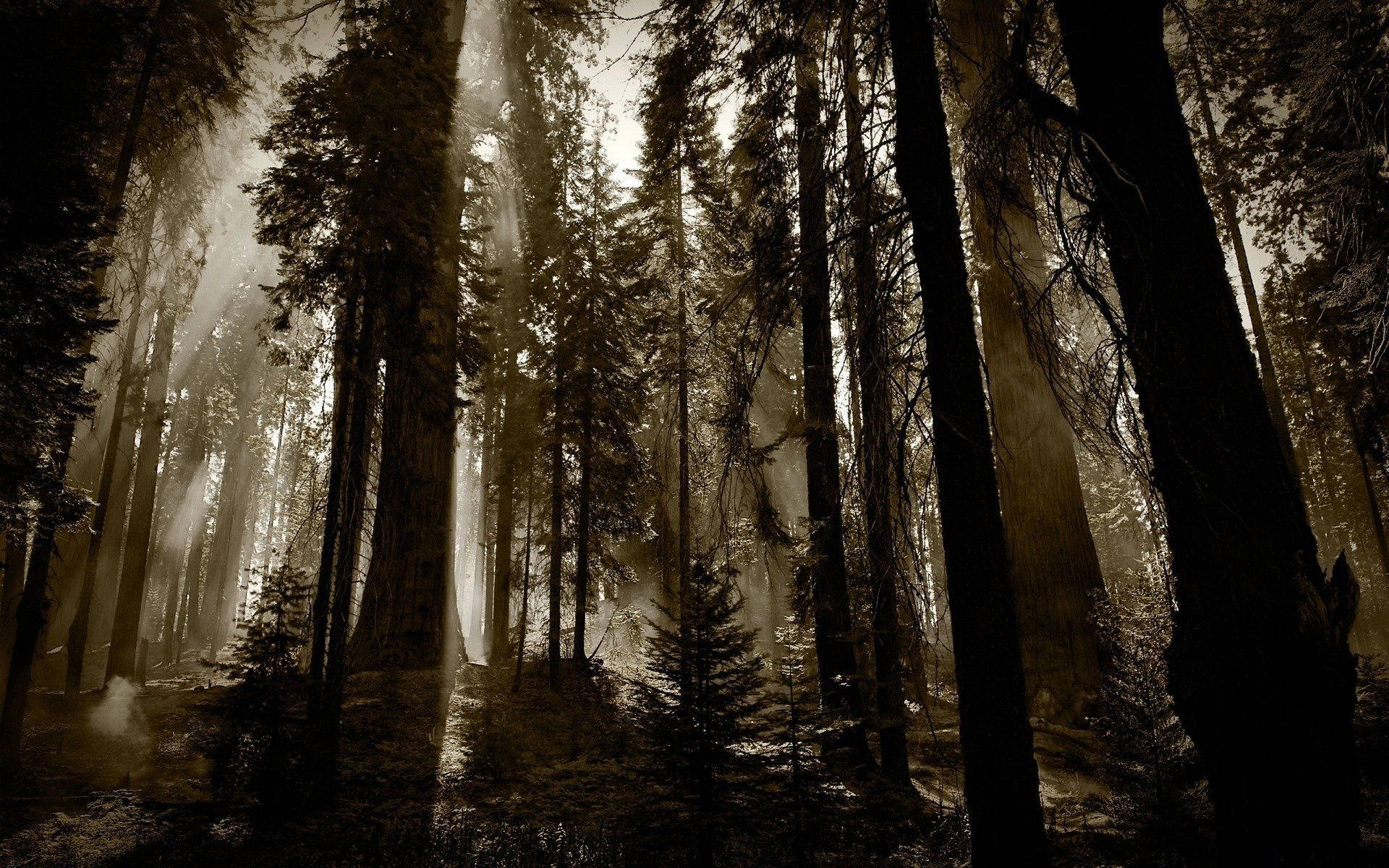Ominous Sepia Forest In The Daytime Wallpaper