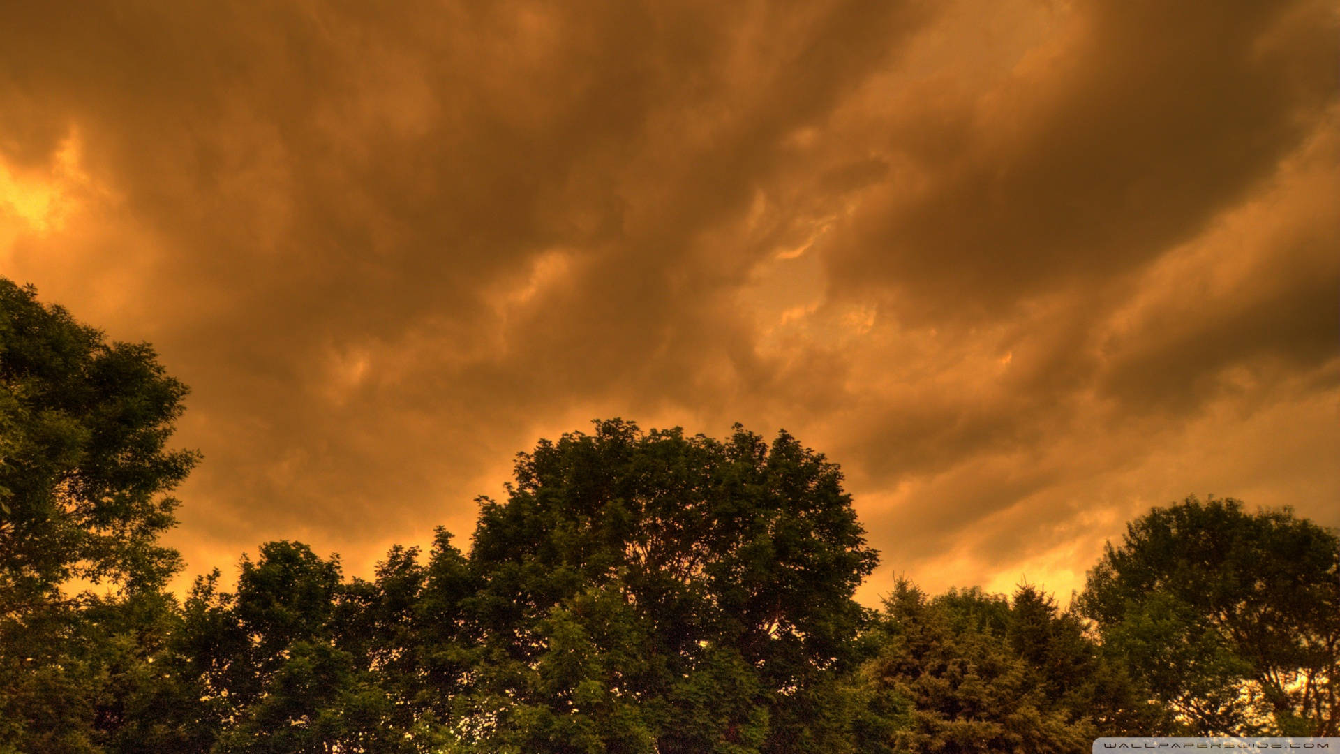 Ominous Sepia Sky With Tree-Tops Wallpaper