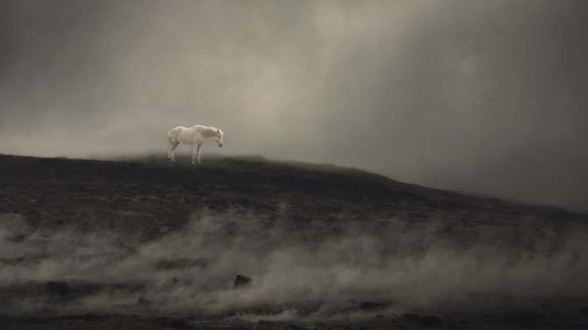 Ominous White Horse Standing Alone Background