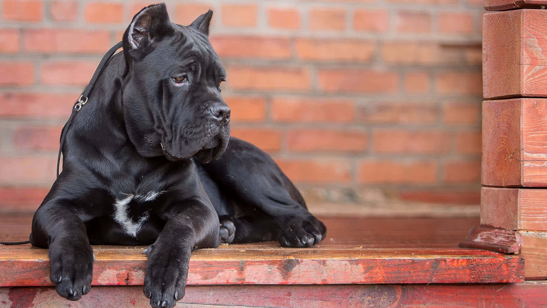 On Guard - A Fierce And Alert Canine Protector Wallpaper