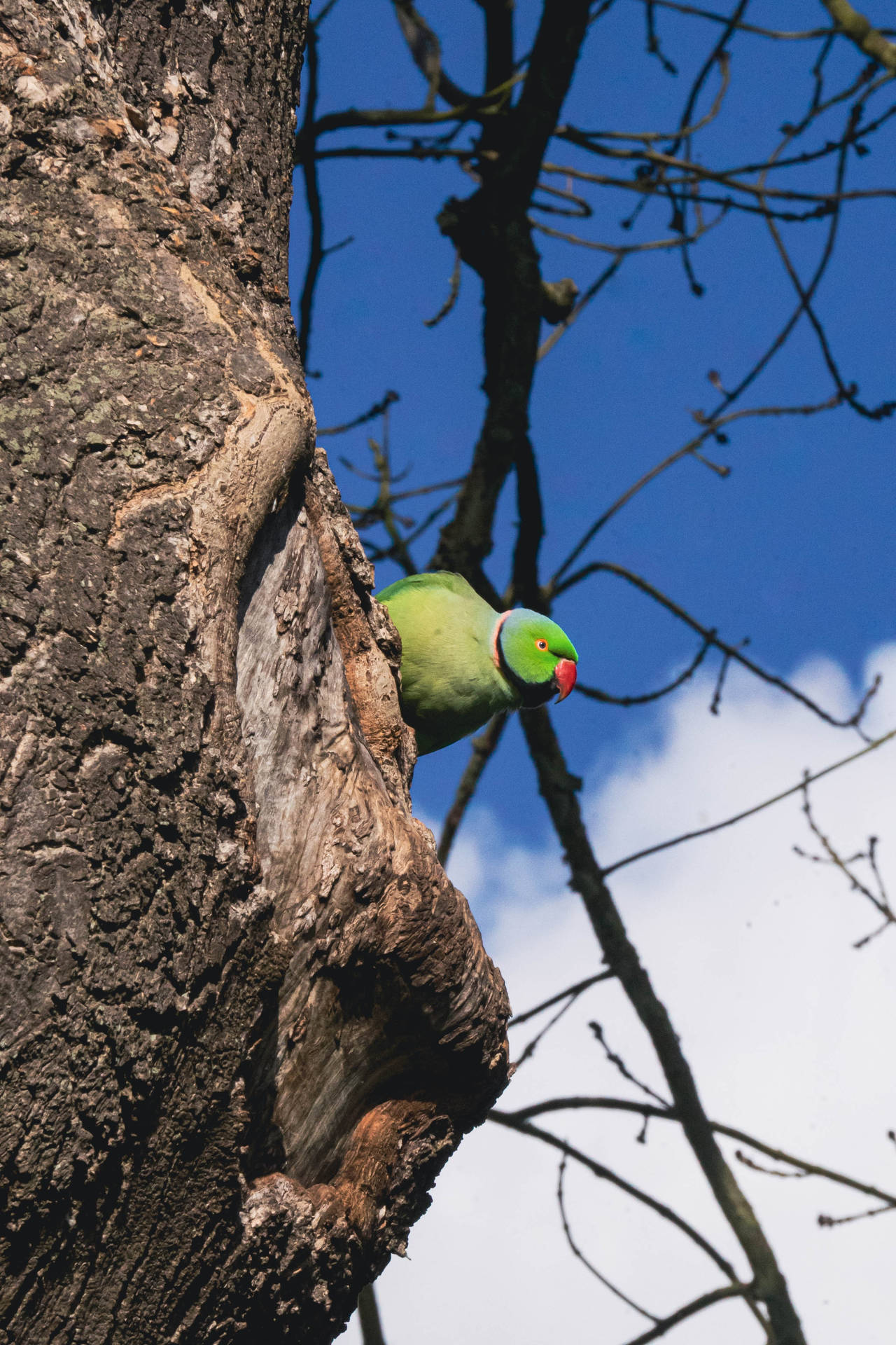 Grøn papegøje HD-tapet på træstamme Wallpaper