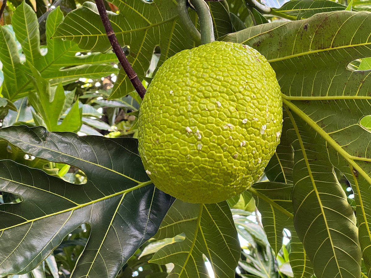 Lone Breadfruit Hanging from a Branch Wallpaper