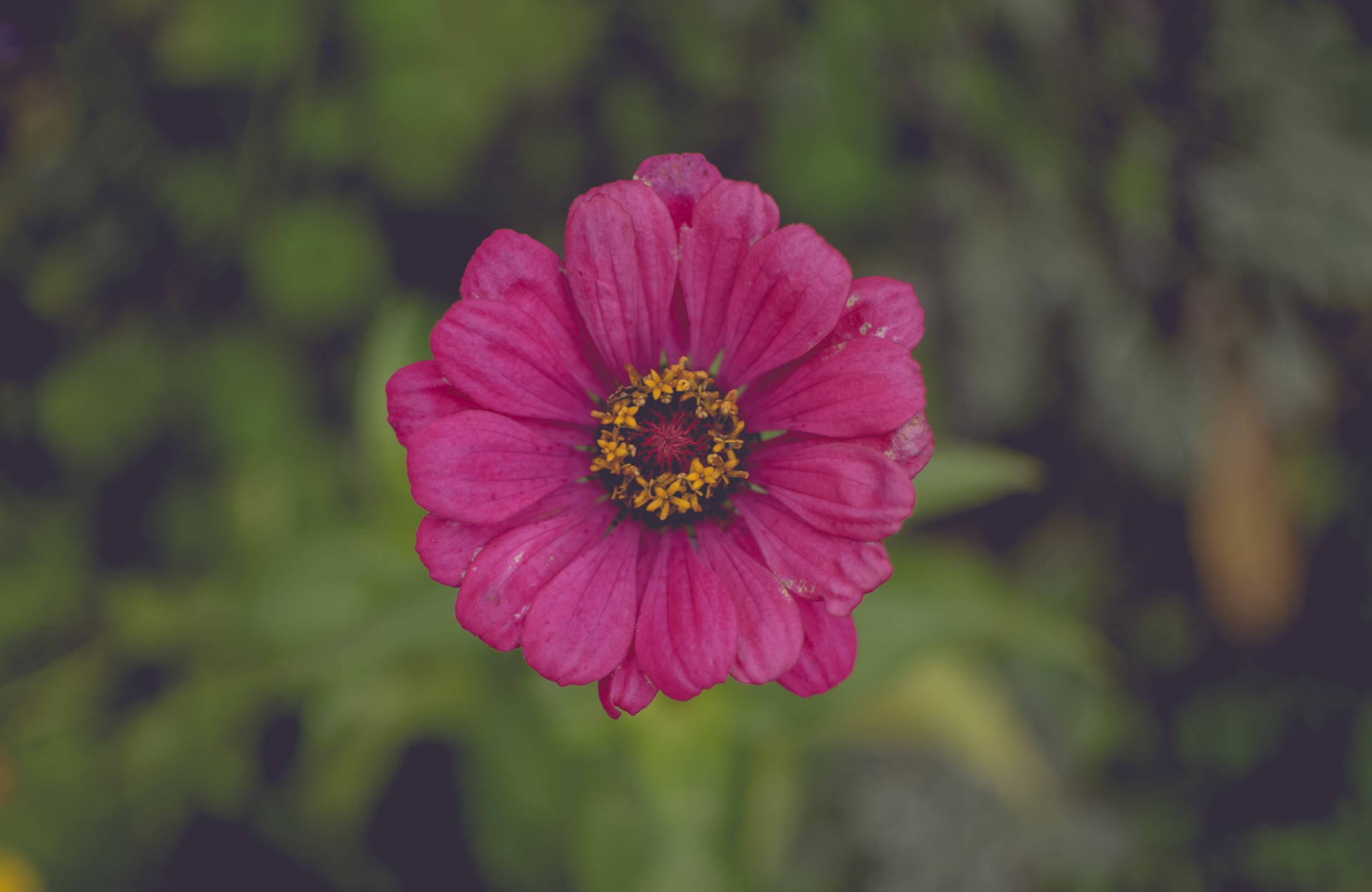 One Dark Pink Flower