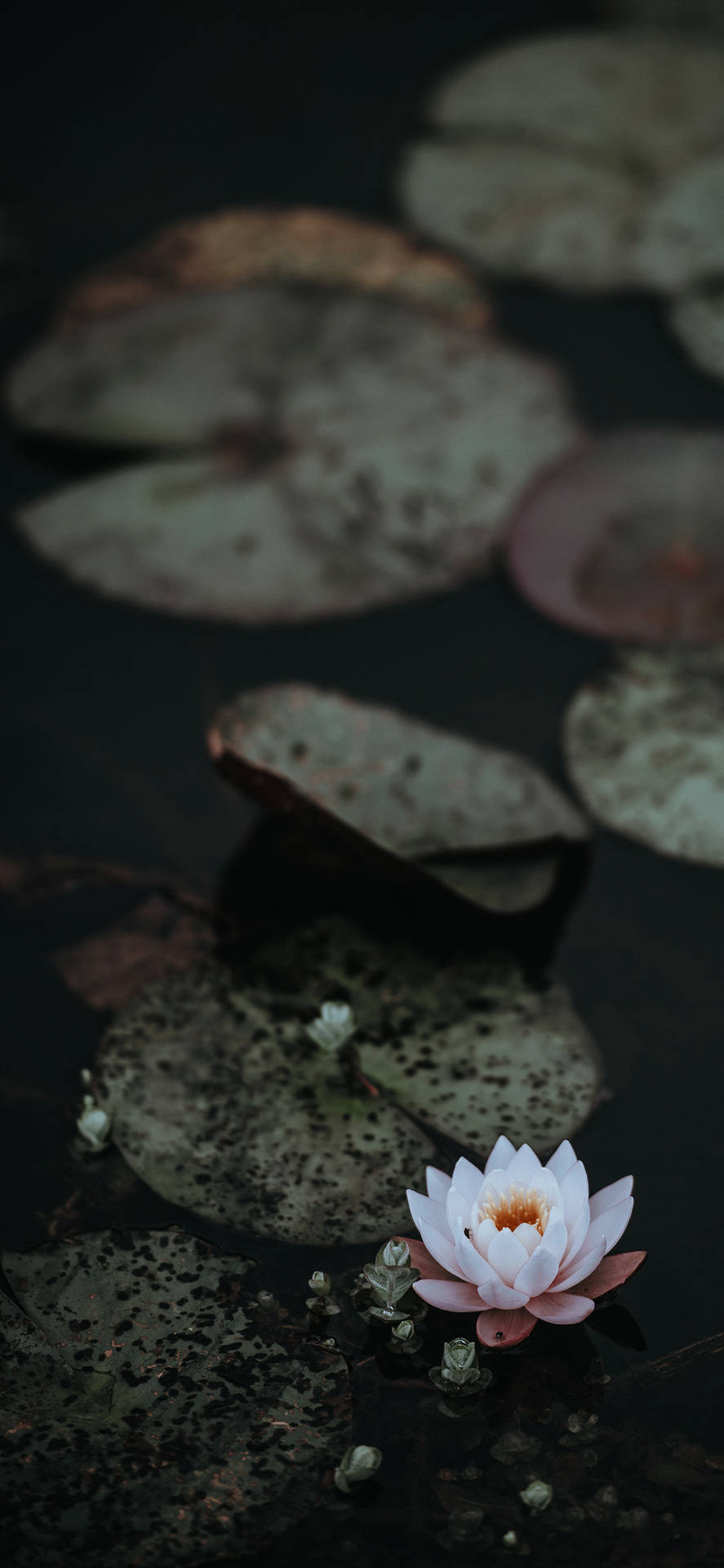 One Floating Lotus Flower Wallpaper