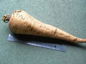 A single parsnip root fresh from the garden. Wallpaper