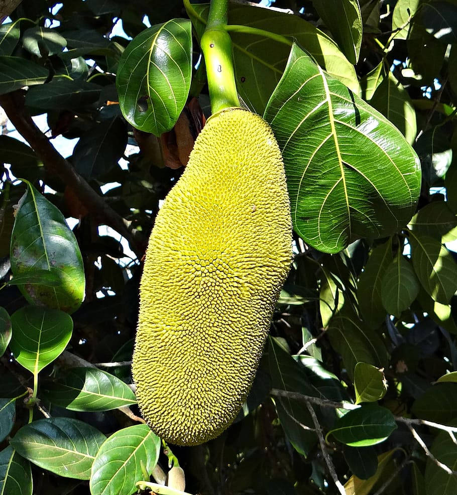 One Large Breadfruit Wallpaper