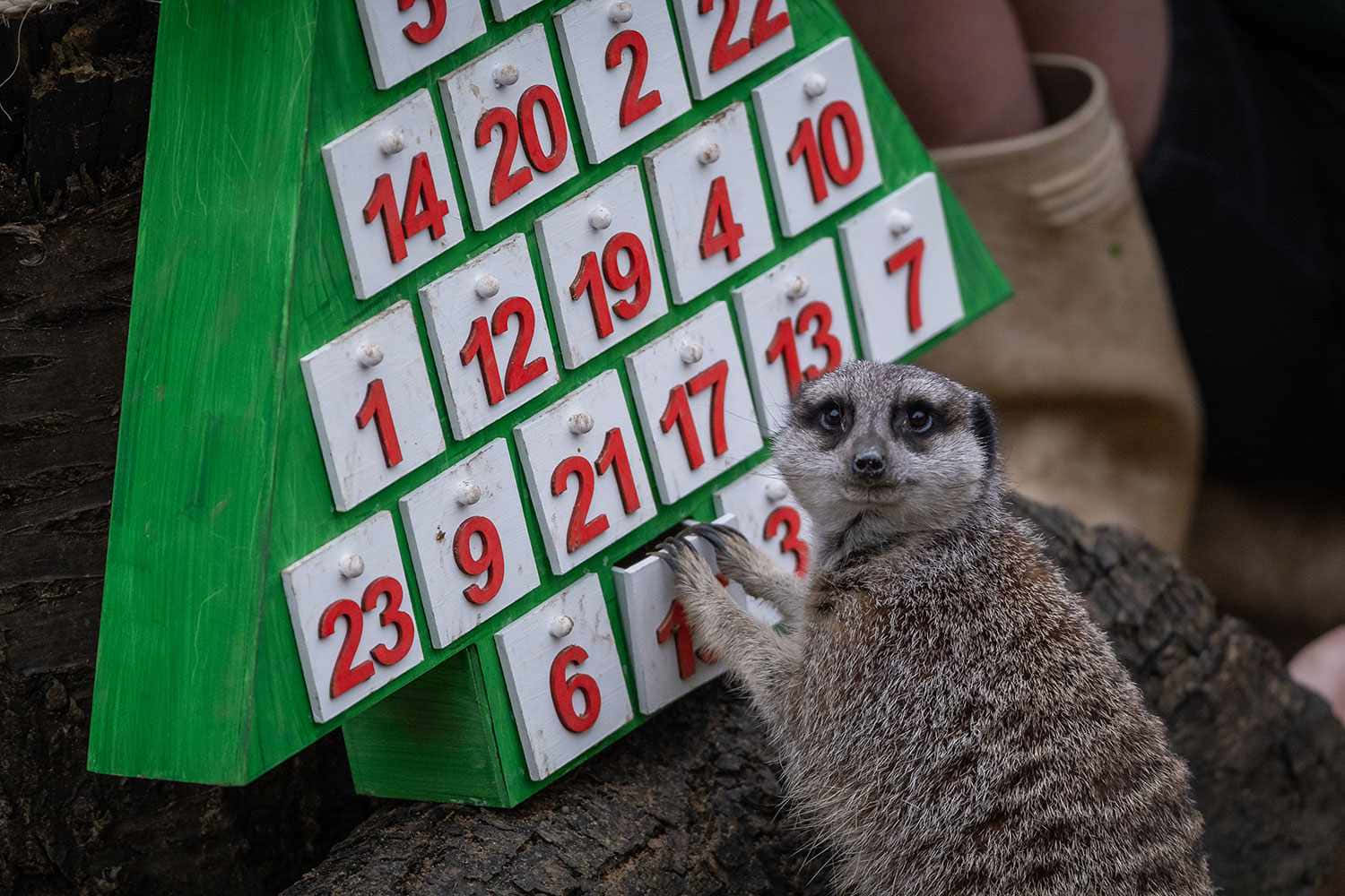 Et Meerkat Zoo Dyr Billeder Tapet