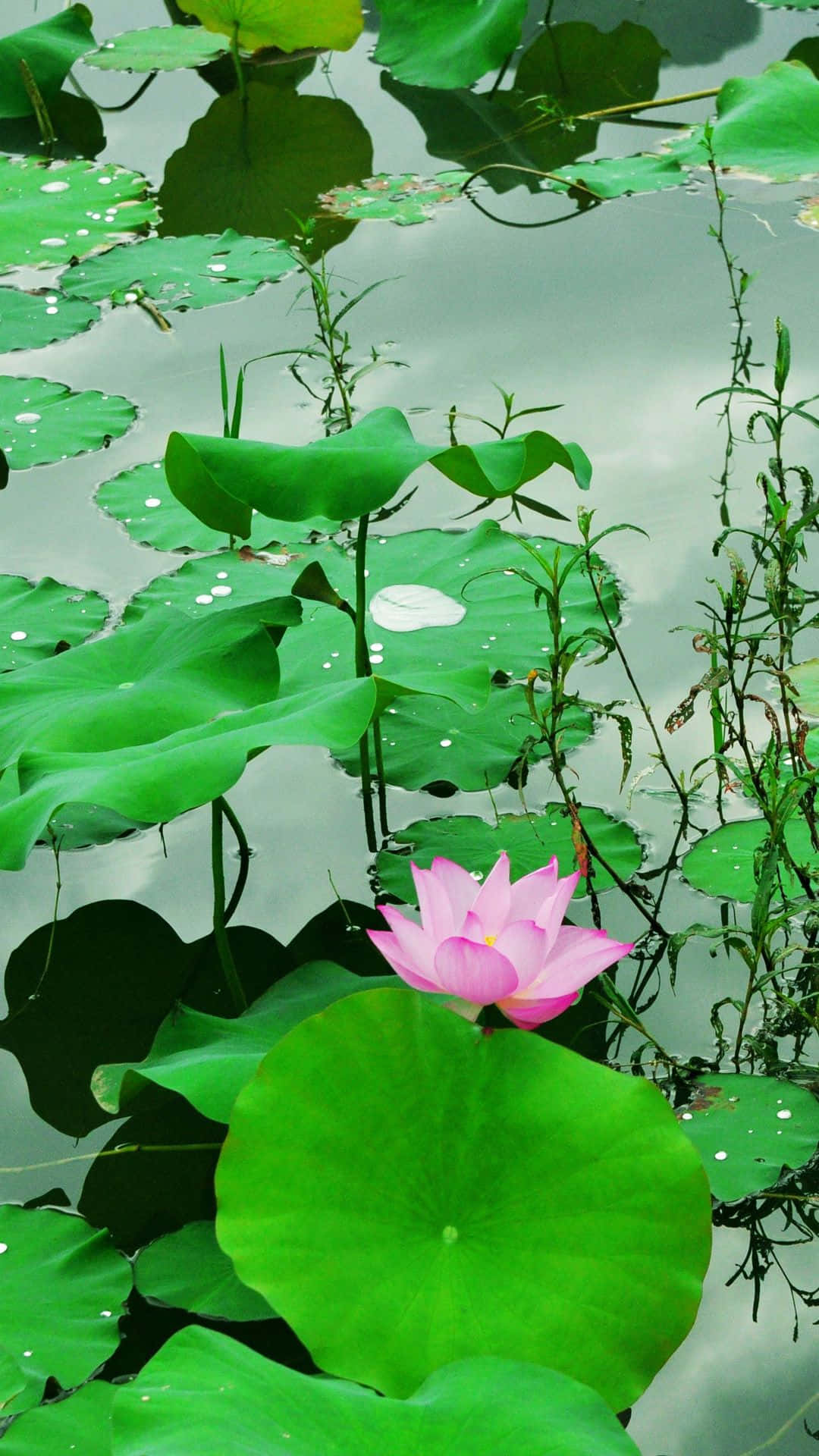 One Of A Kind Lily In The Pond Wallpaper
