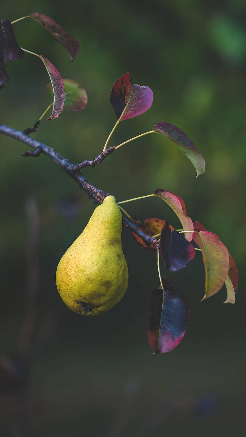 One Pear On A Branch Wallpaper