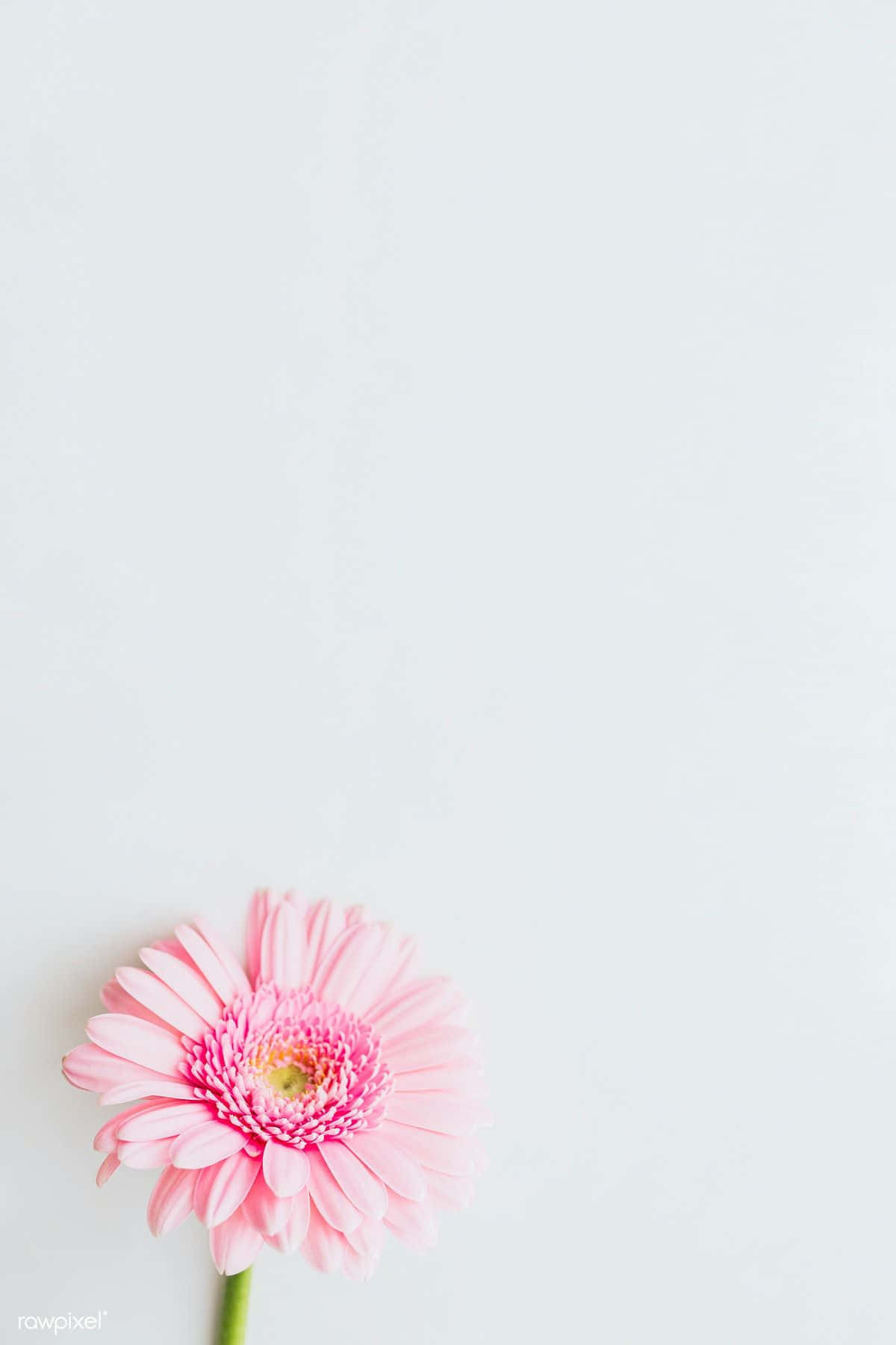 En Pink Forår Daisy iPhone Tapet Wallpaper
