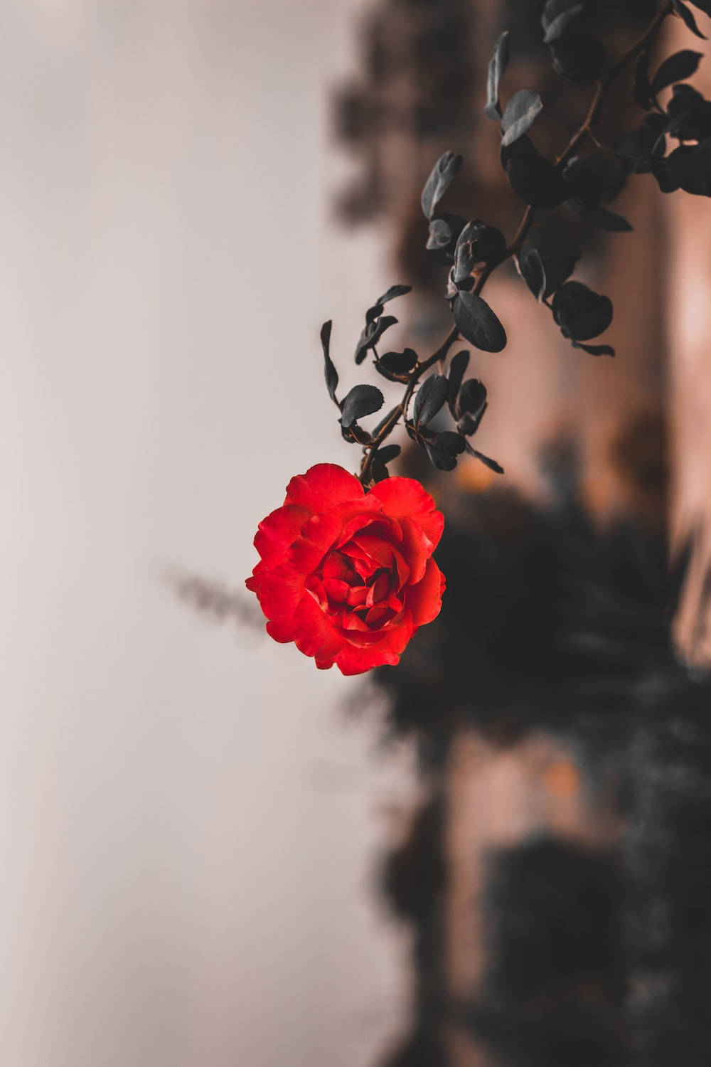 One Red Rose Flower Iphone Wallpaper