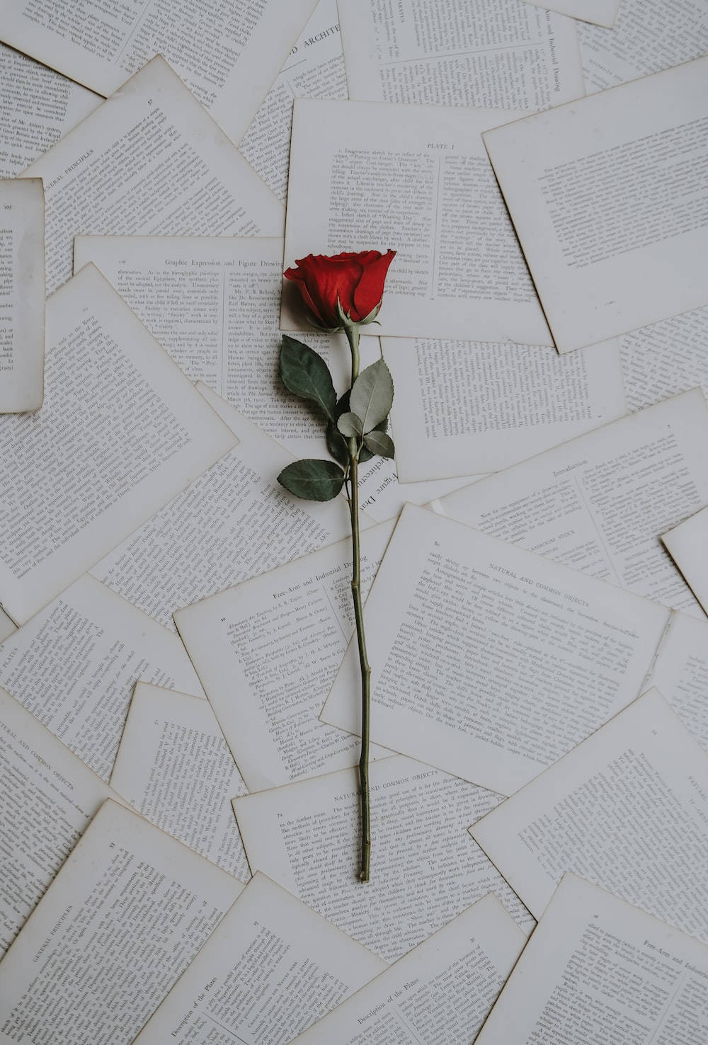 One-sided Love Rose On Pages Wallpaper