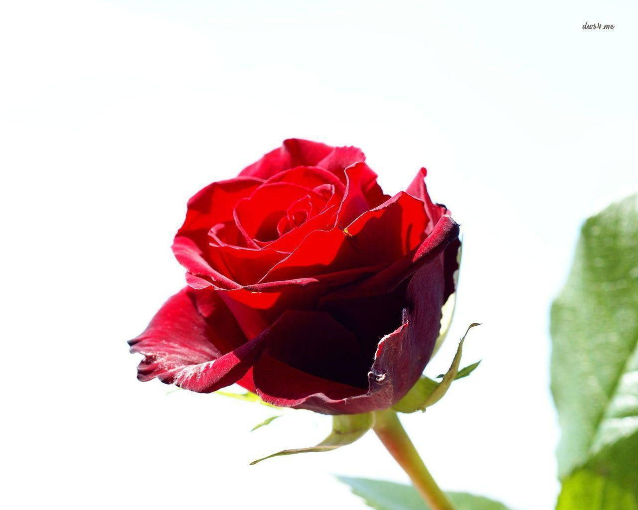 En stilk af rød roseblomst på hvid baggrund Wallpaper