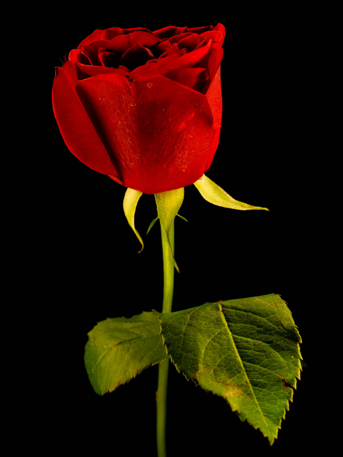Eineeinzelne Rote Rose In Hd Wallpaper