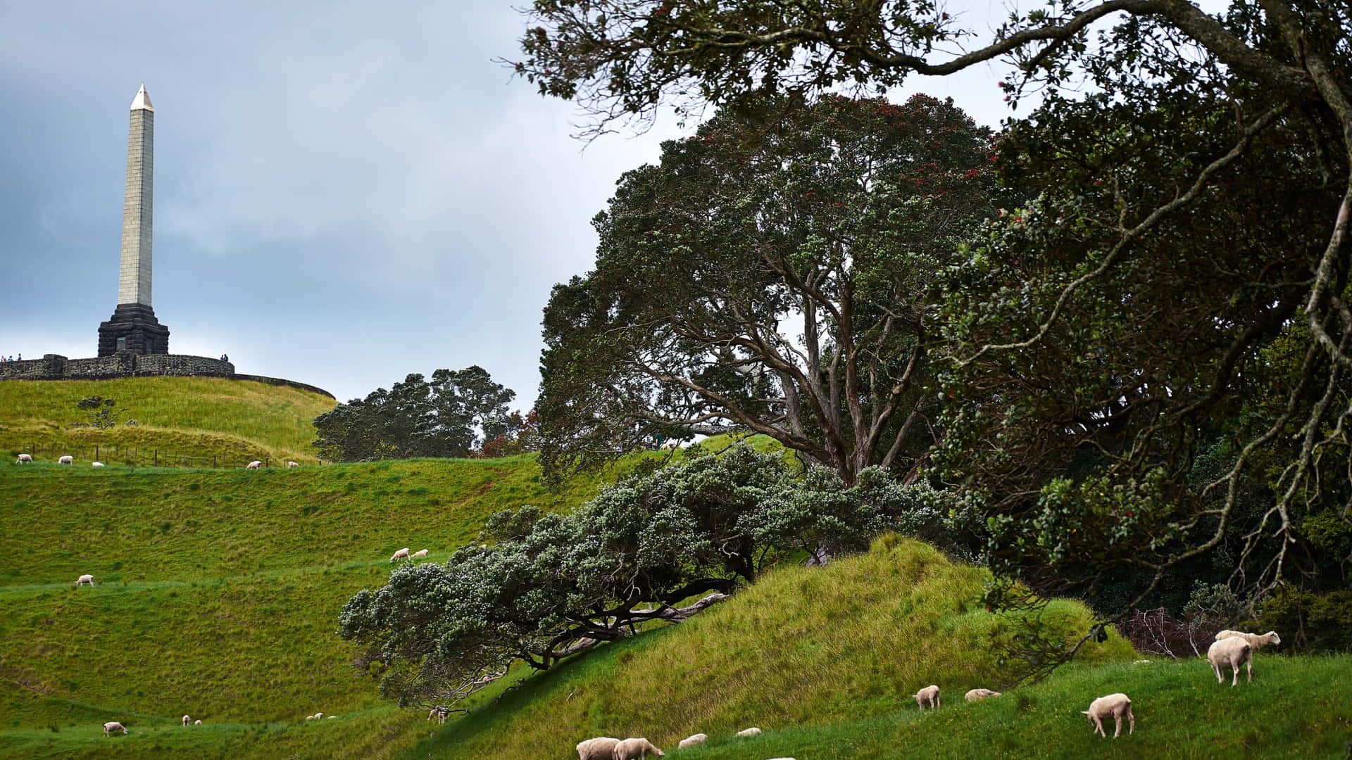 One Tree Hill Auckland Monumentand Sheep Wallpaper