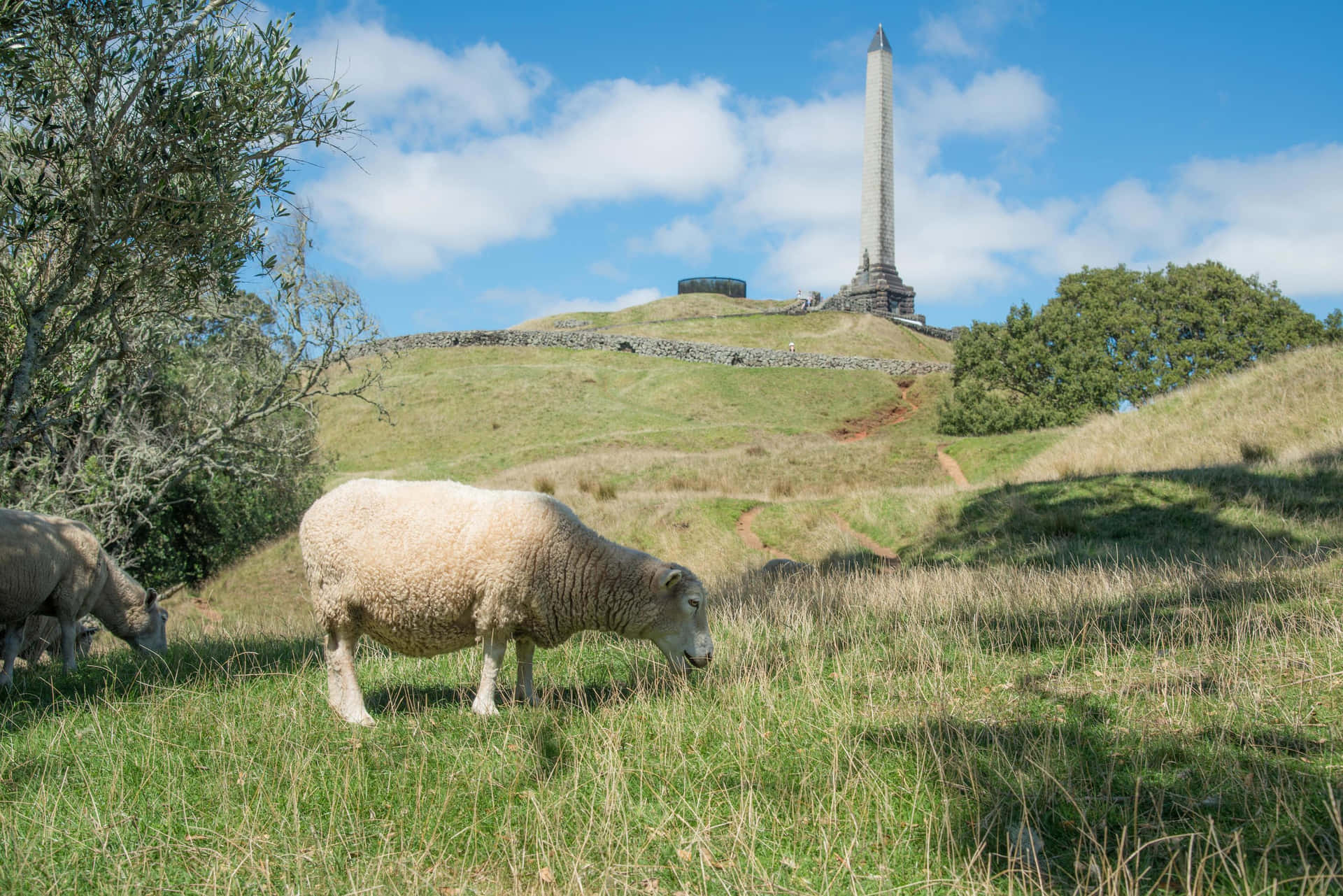 One Tree Hill Auckland Sheepand Monument Wallpaper
