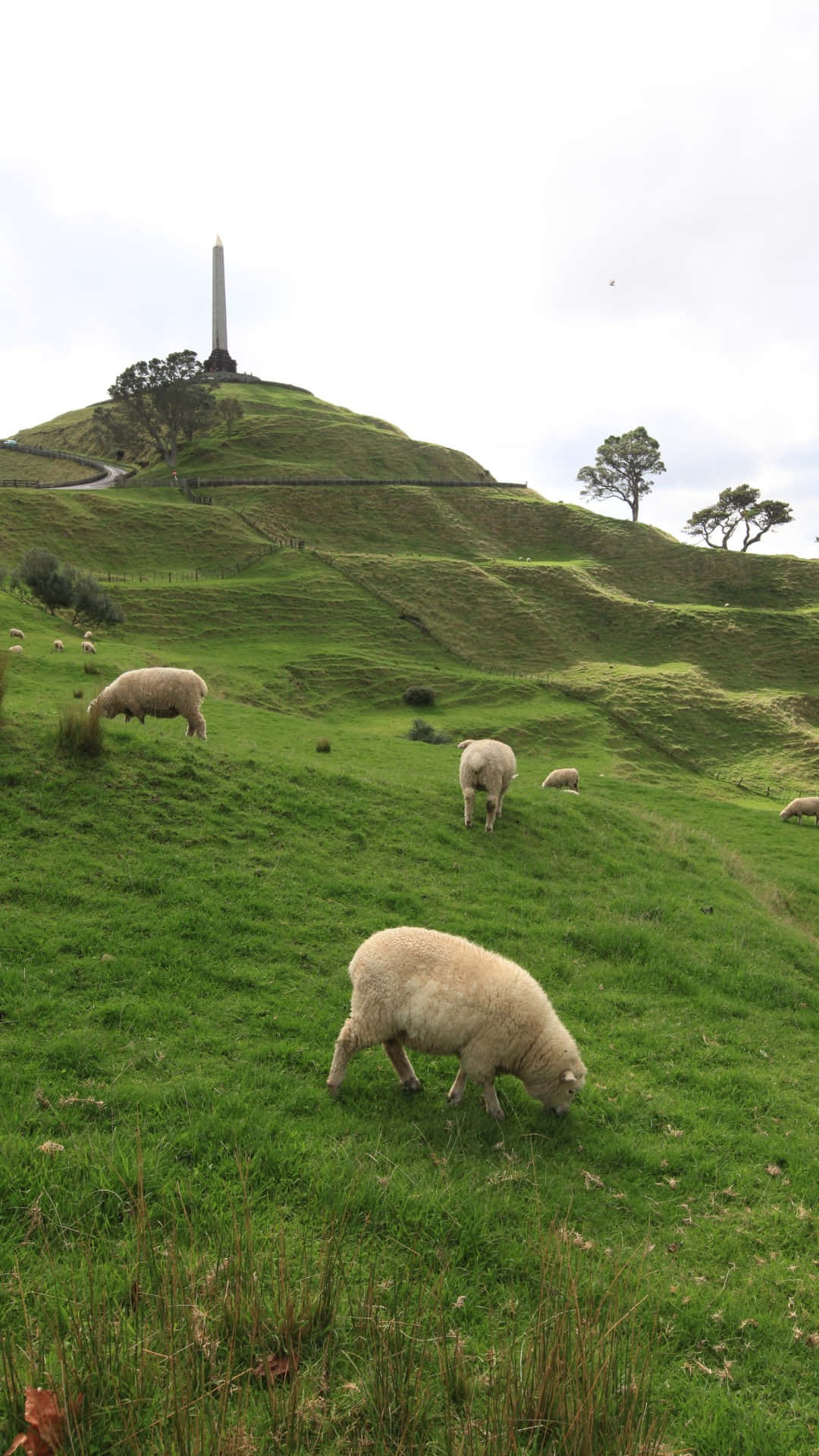 One Tree Hill Auckland Schapen En Monument Achtergrond