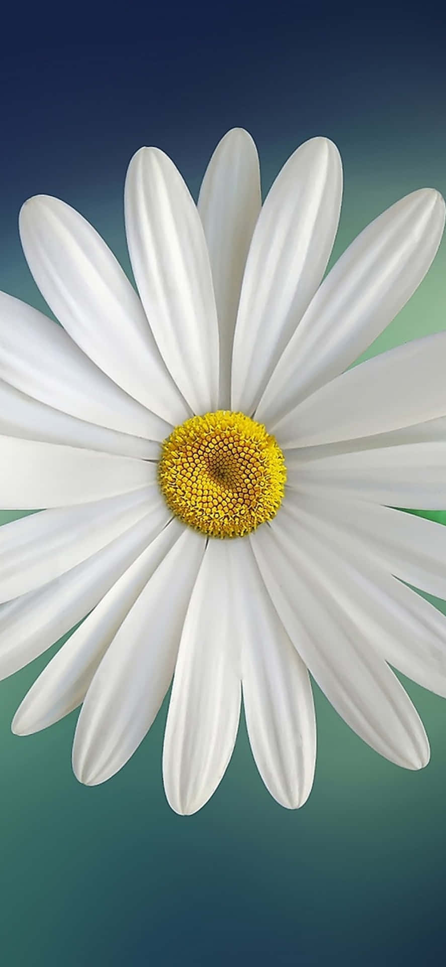 En hvid forårsmåneblomst iPhone Wallpaper