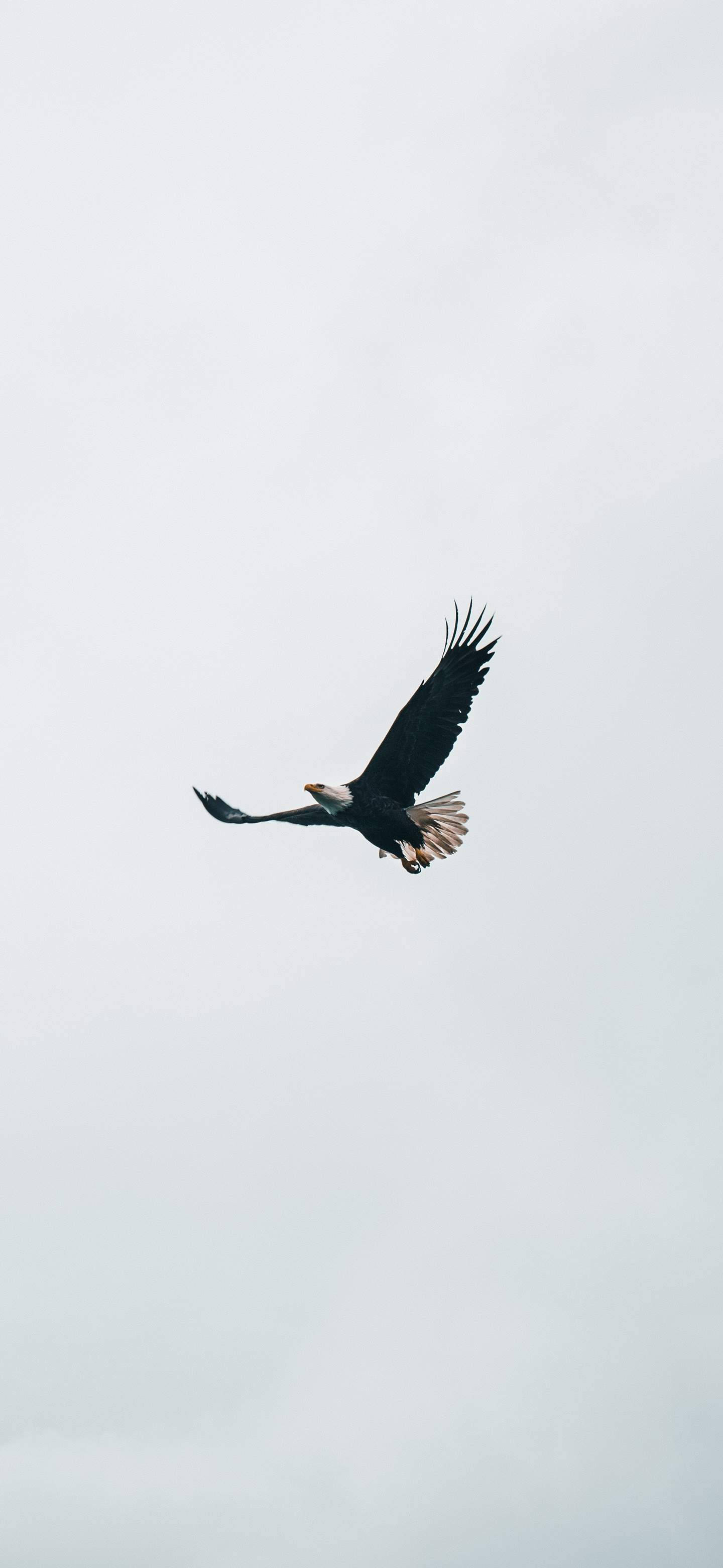 Stunning Eagle in Mid-flight Displayed on the Crisp Screen of OnePlus 7 Pro Wallpaper