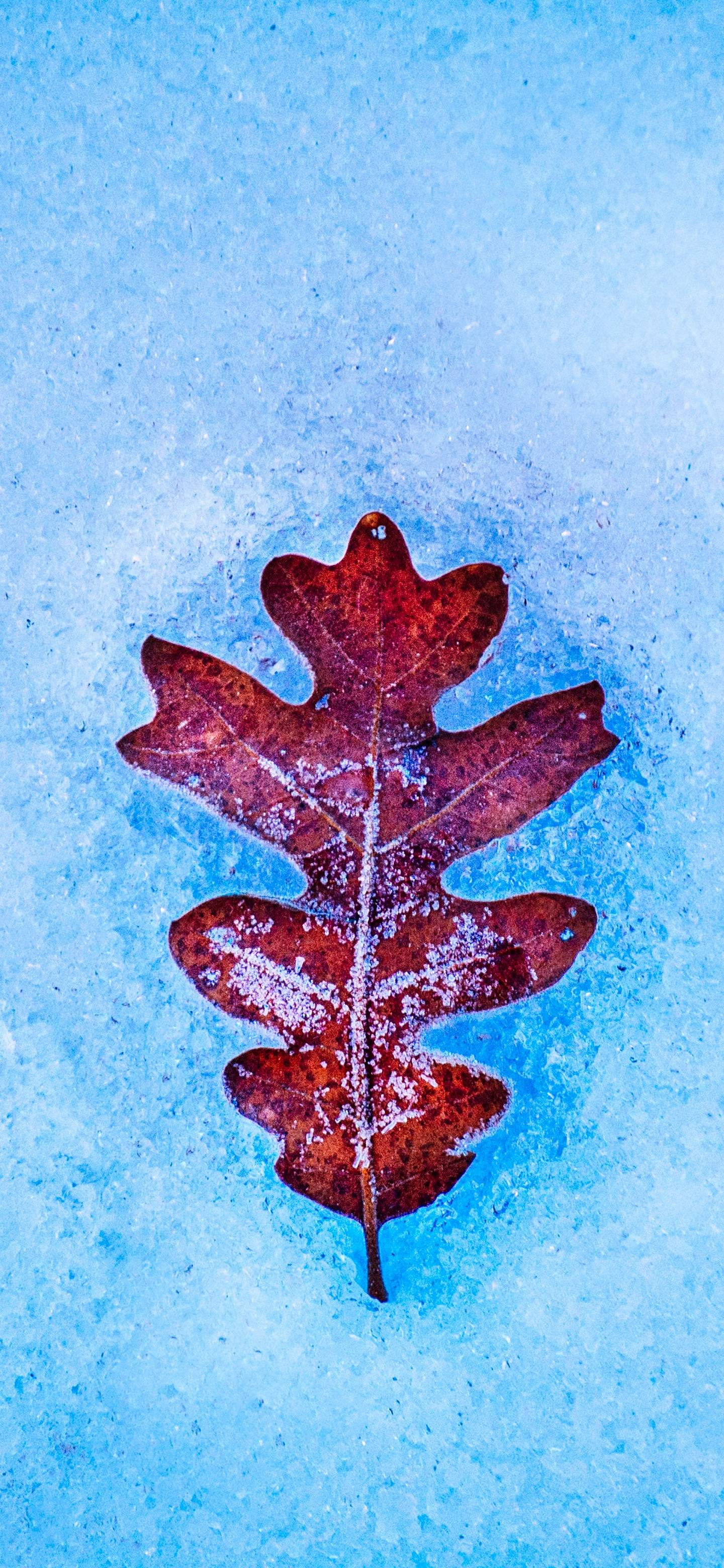 OnePlus 7 Pro Leaf On Snow Wallpaper