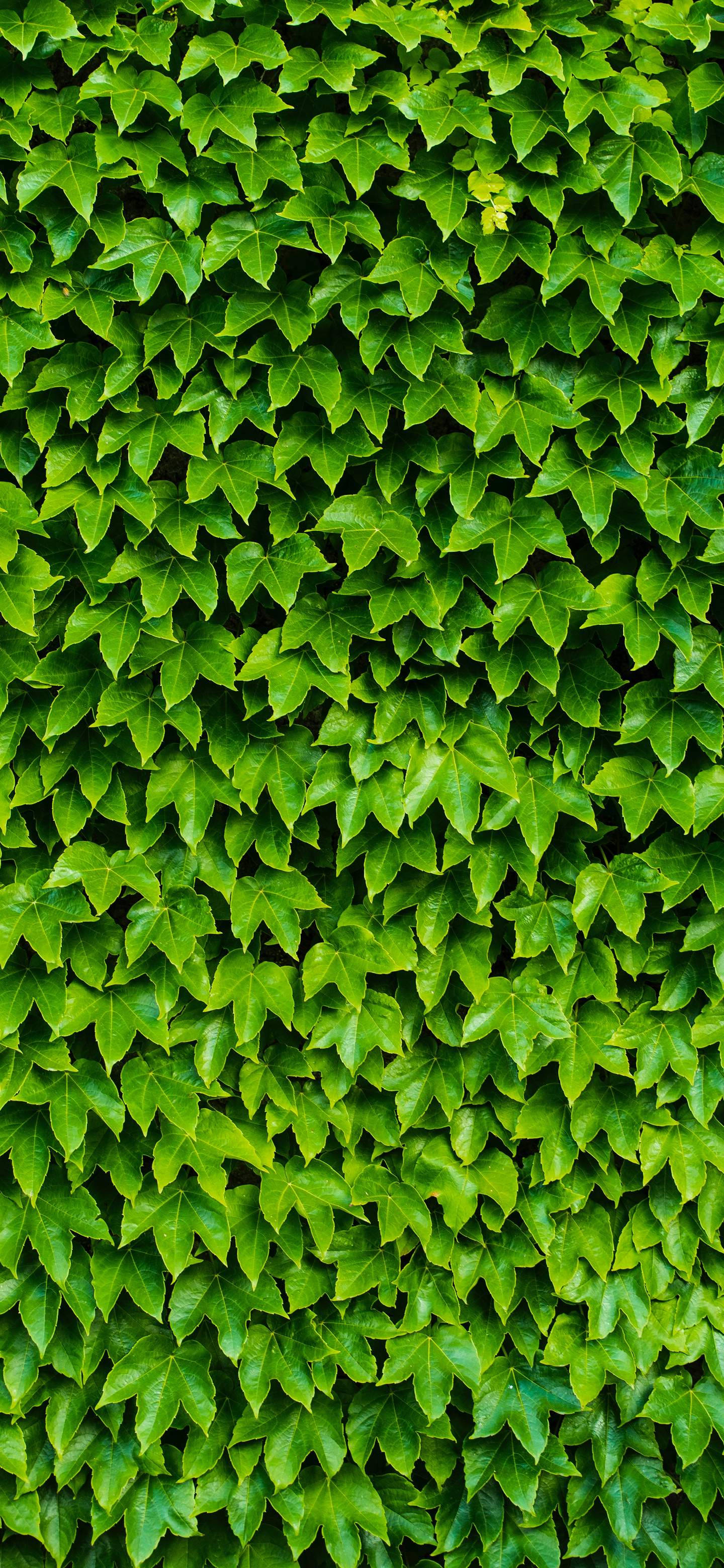 Oneplus 7 Pro Leafy Hedge Wallpaper