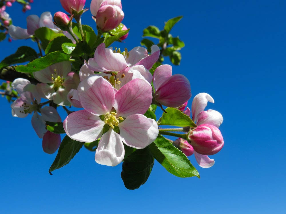 Online Orchards Winesap Apple Flower Tree Wallpaper