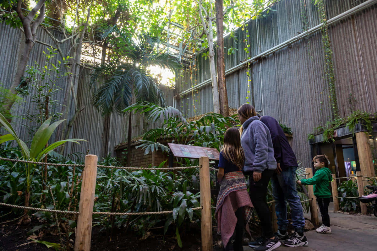 Ontario Science Centre Rainforest Exhibit Wallpaper