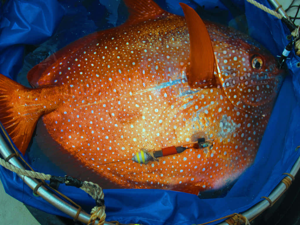 Opah Vis Gevangen En Gemeten Achtergrond