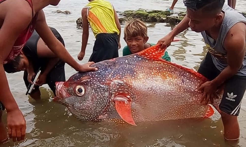 Opah Vis Gevonden Door Lokale Bewoners Achtergrond