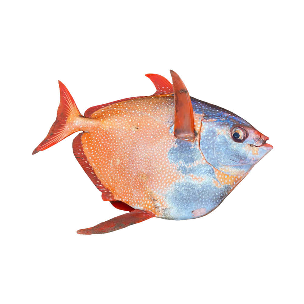 Download Opah Fish Isolatedon White Background Wallpaper | Wallpapers.com