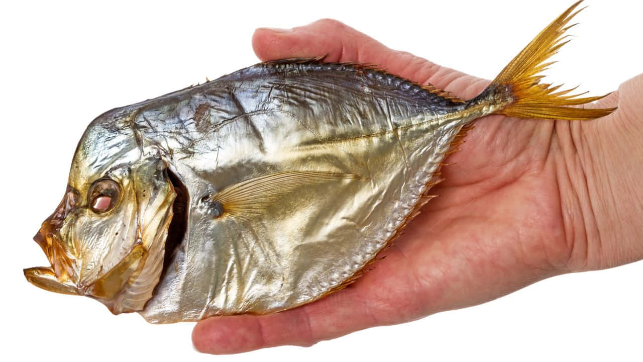 Opah Vis Hand.jpg Achtergrond