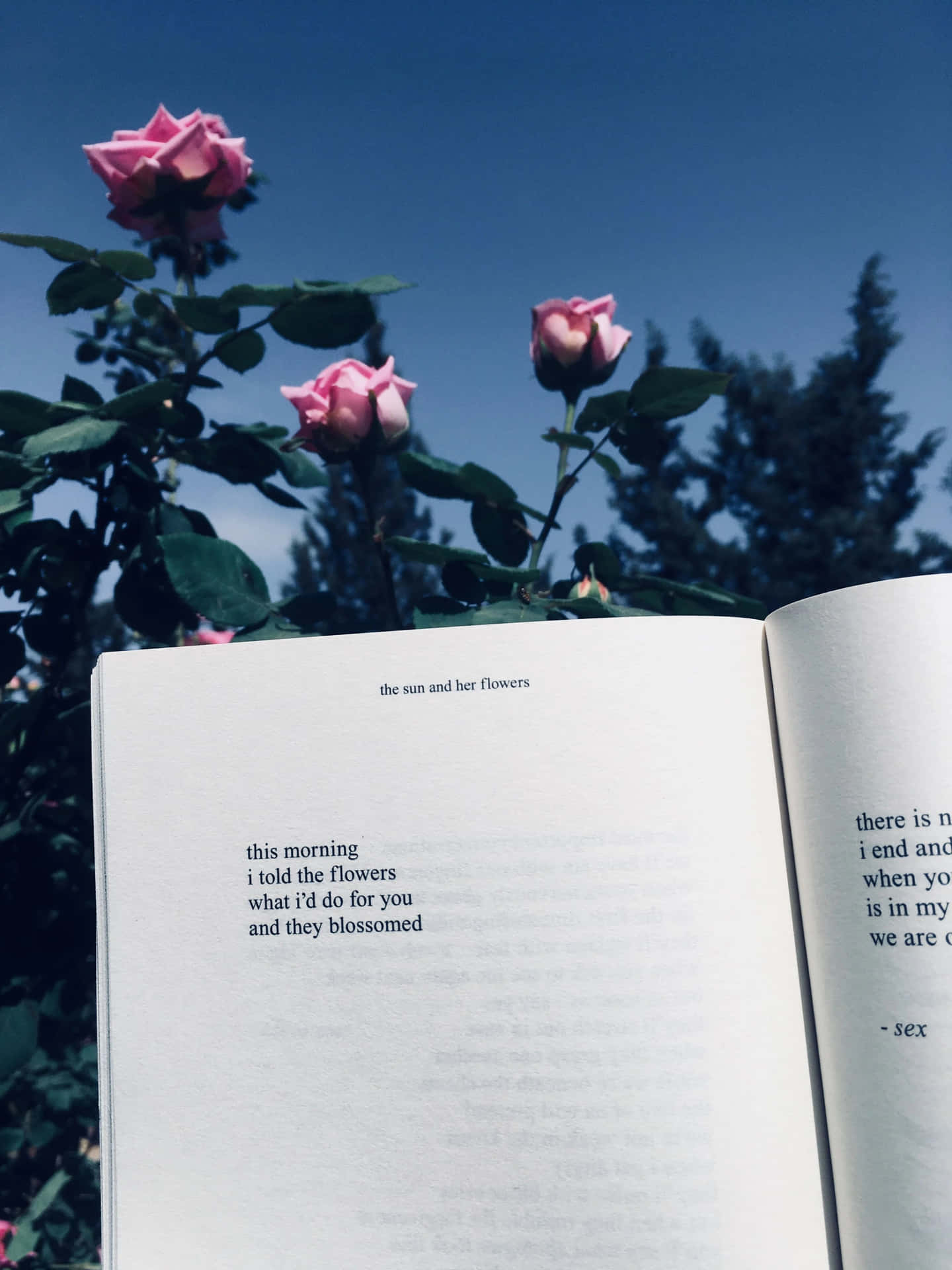 A Book With Roses In Front Of It