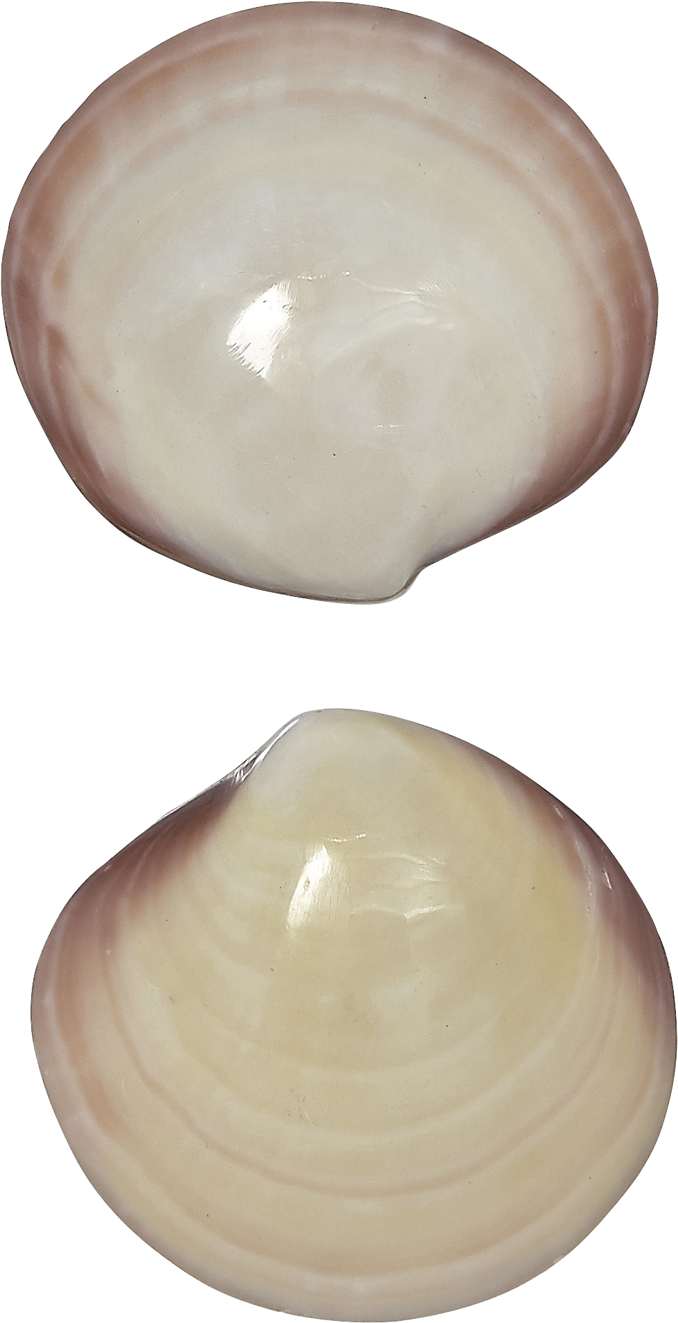 Open Clam Shell Isolated PNG