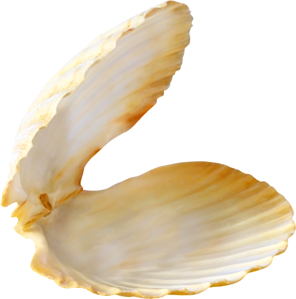 Download Open Clam Shell Isolated | Wallpapers.com