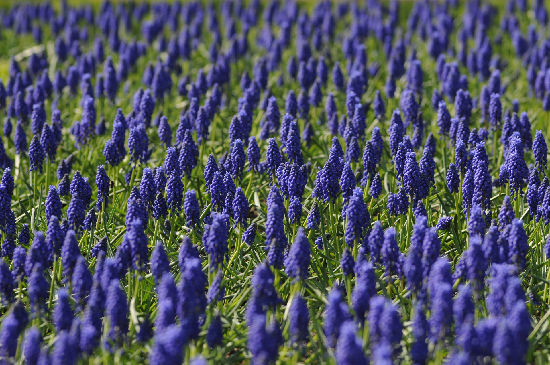 Open Grape Hyacinth Fields
