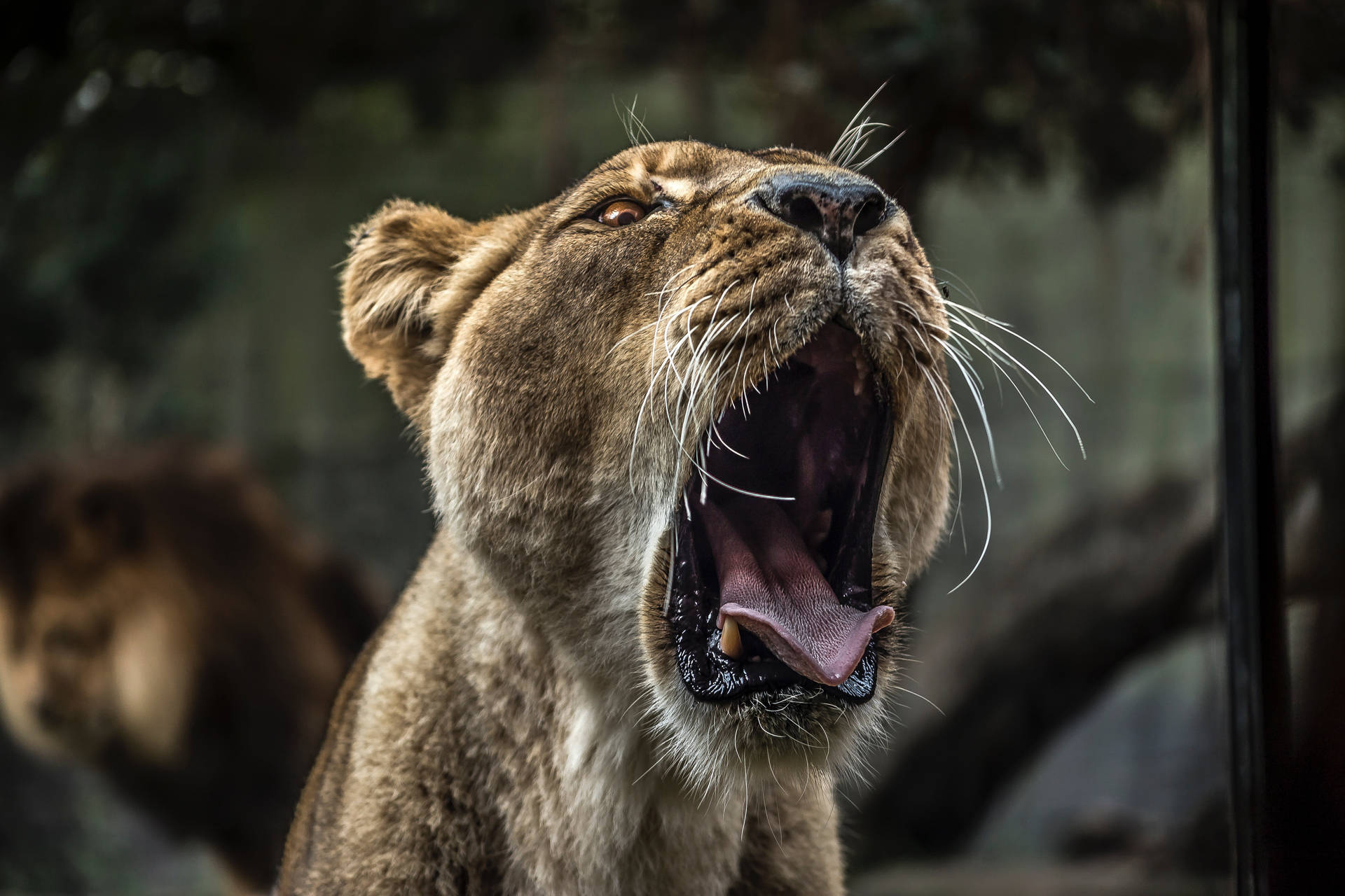Open Mouth Female Lion Desktop Wallpaper