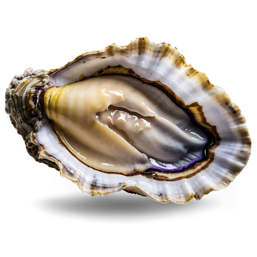 Download Open Oyster Shell Png Wcc | Wallpapers.com