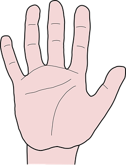 Open Palm Hand Illustration PNG