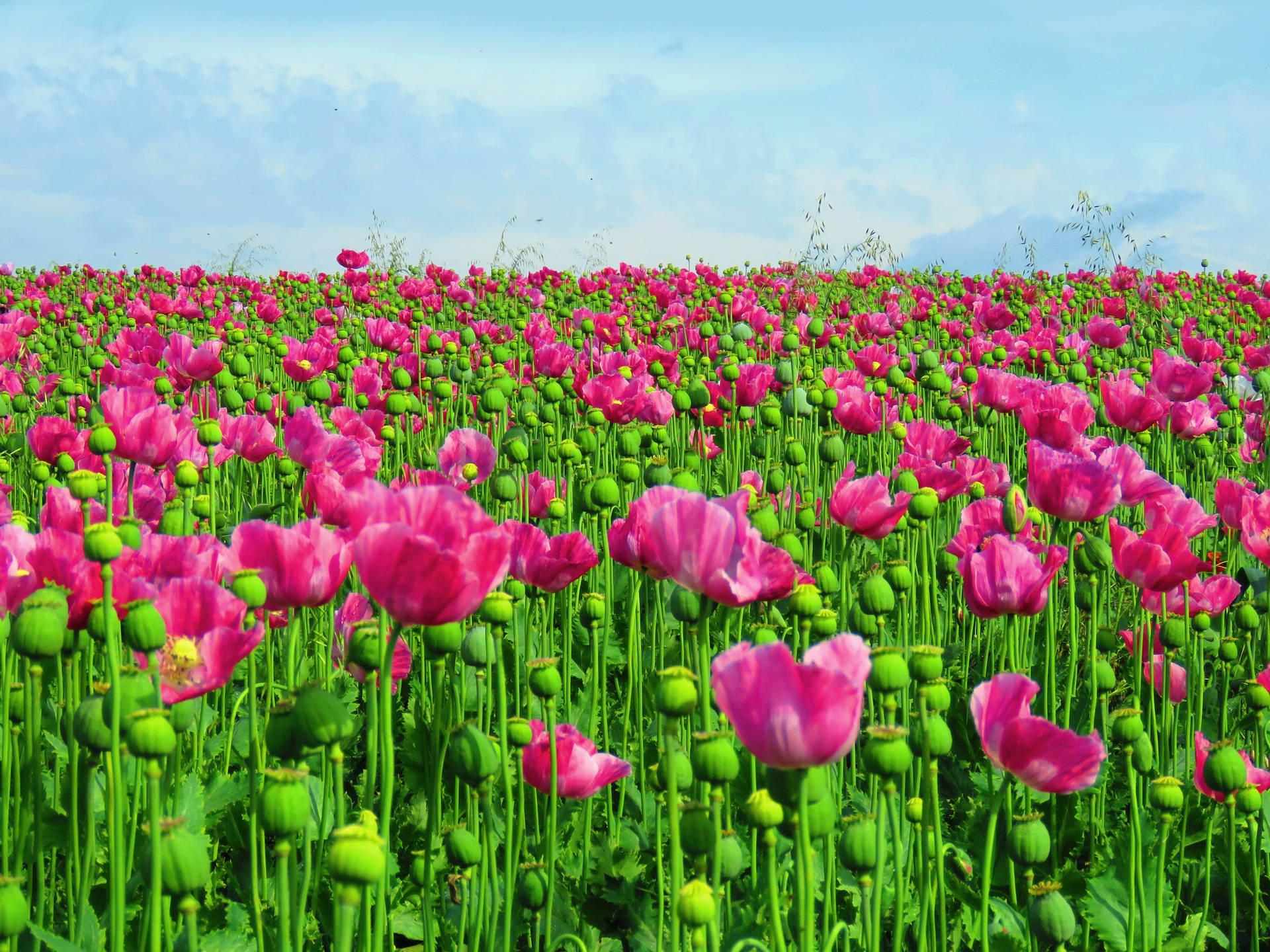 Opium Poppies Field Wallpaper