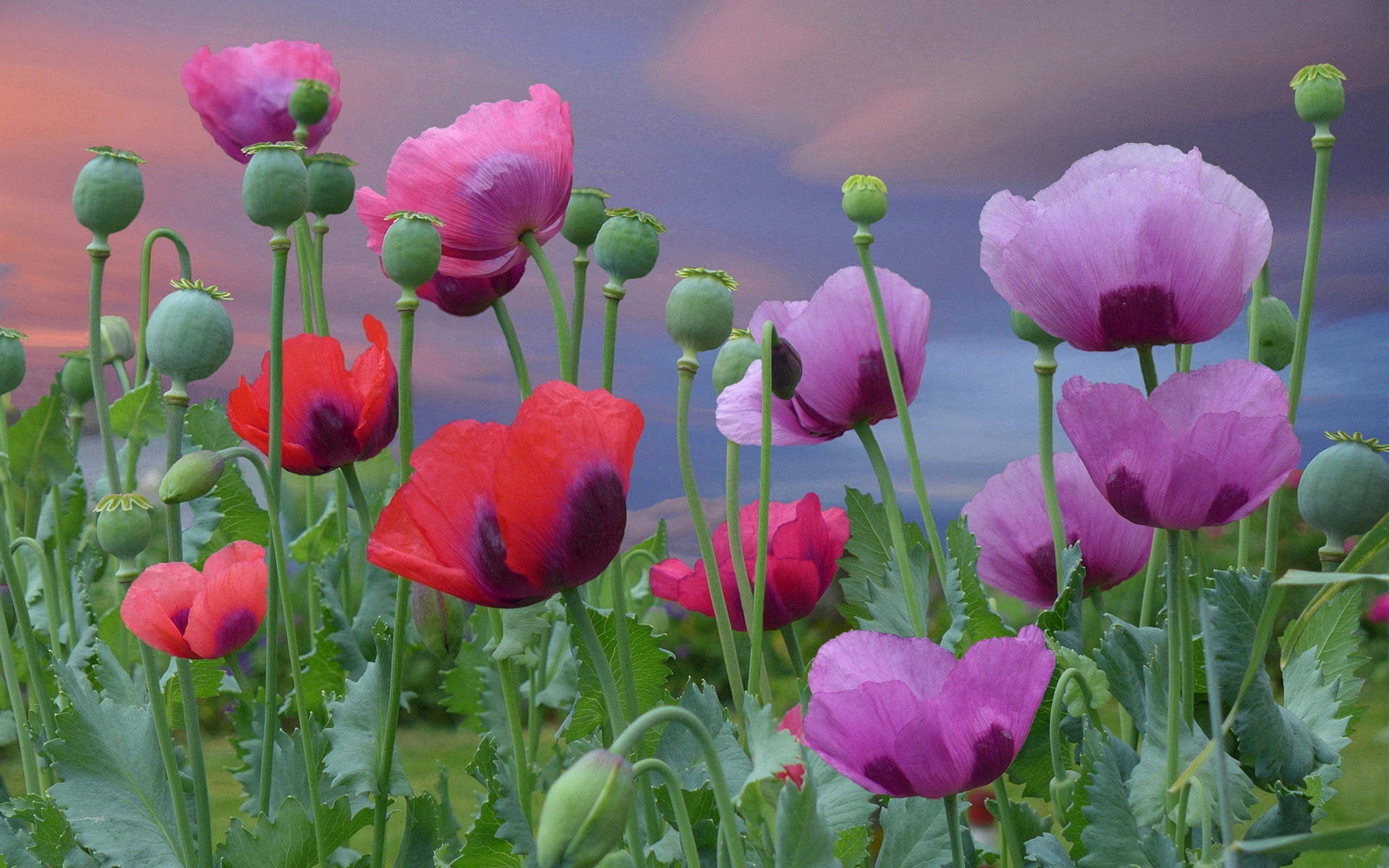Opium Poppies Wallpaper