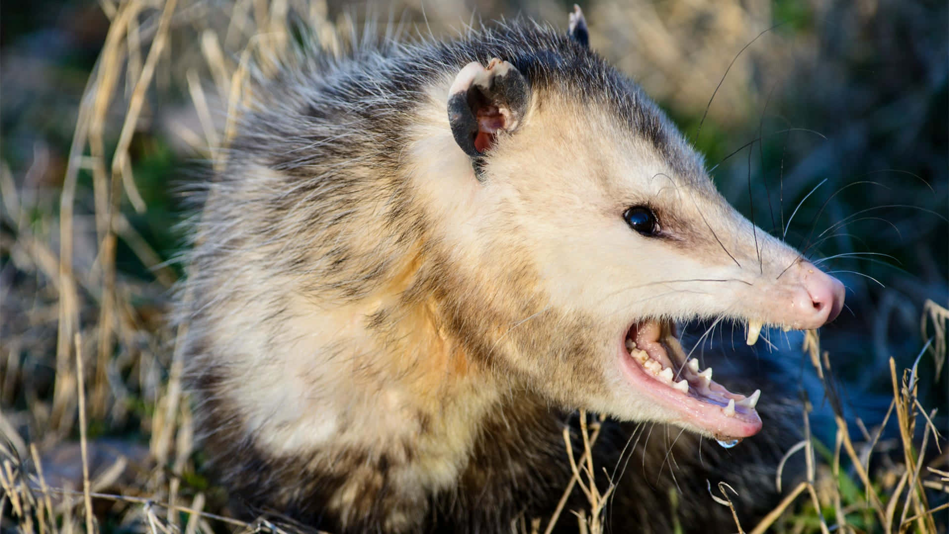 Opossum Displaying Teethin Grass Wallpaper