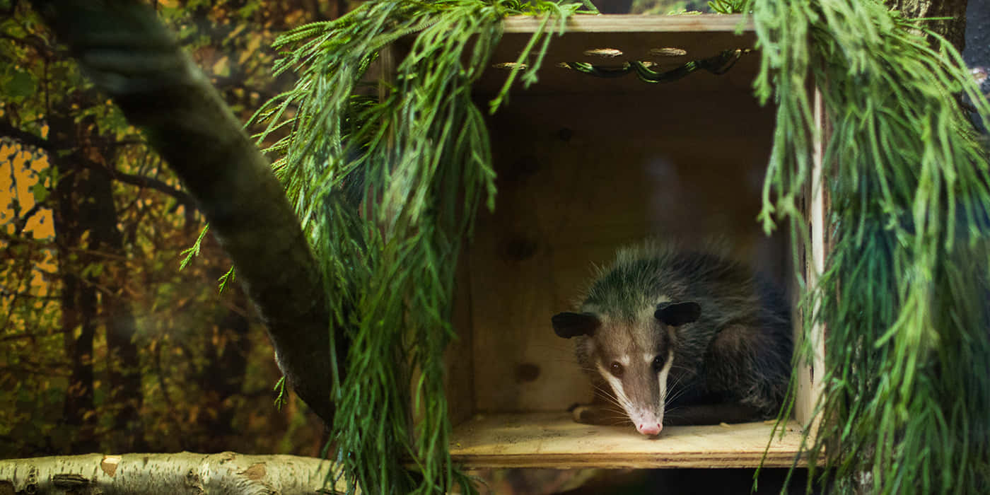 Opossum In Wooden Box Habitat Wallpaper