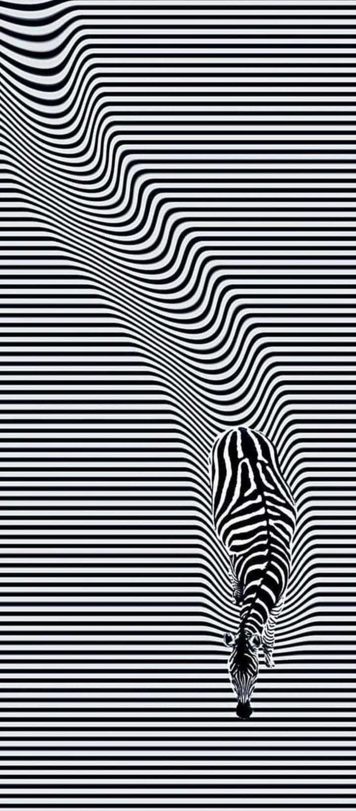 Zebra Optical Illusion Picture 720 x 1640 Picture