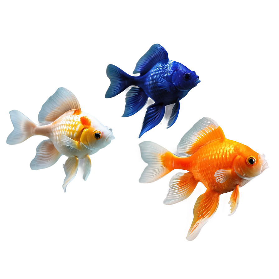 Oranda Goldfish Png Gol PNG