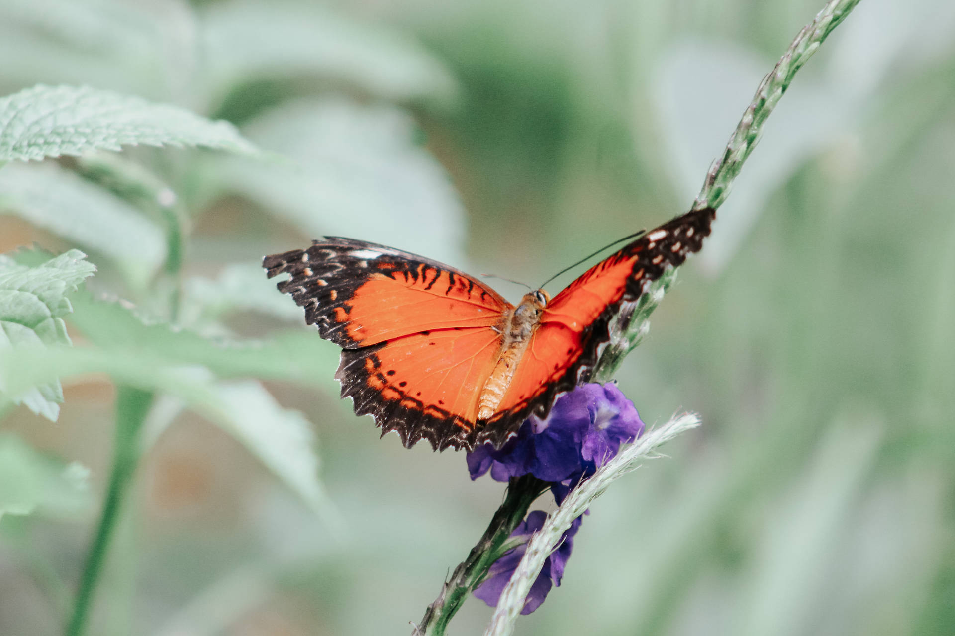 Orange Aesthetic Butterfly
