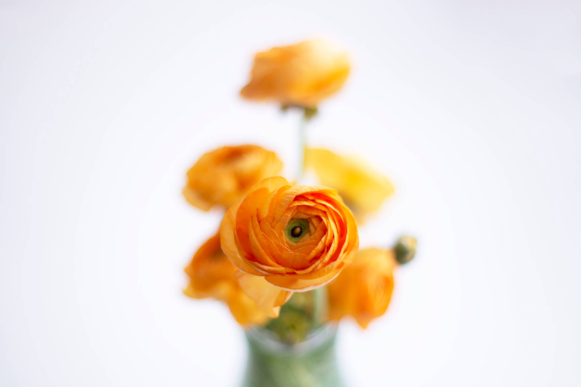 Orange Aesthetic Flower Picture