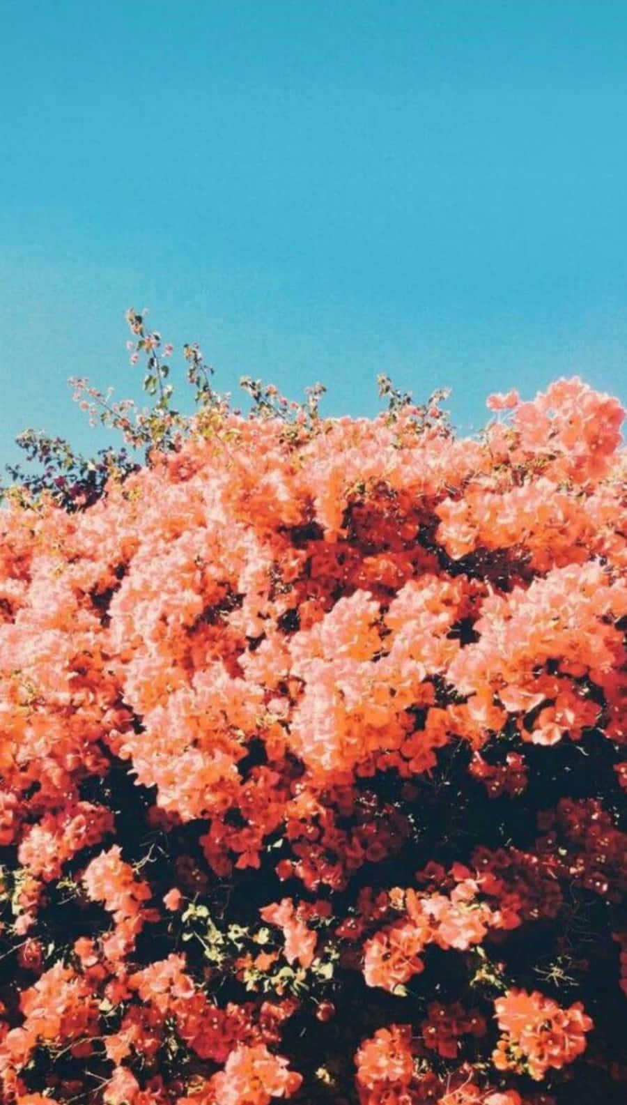 A Tree With Orange Flowers