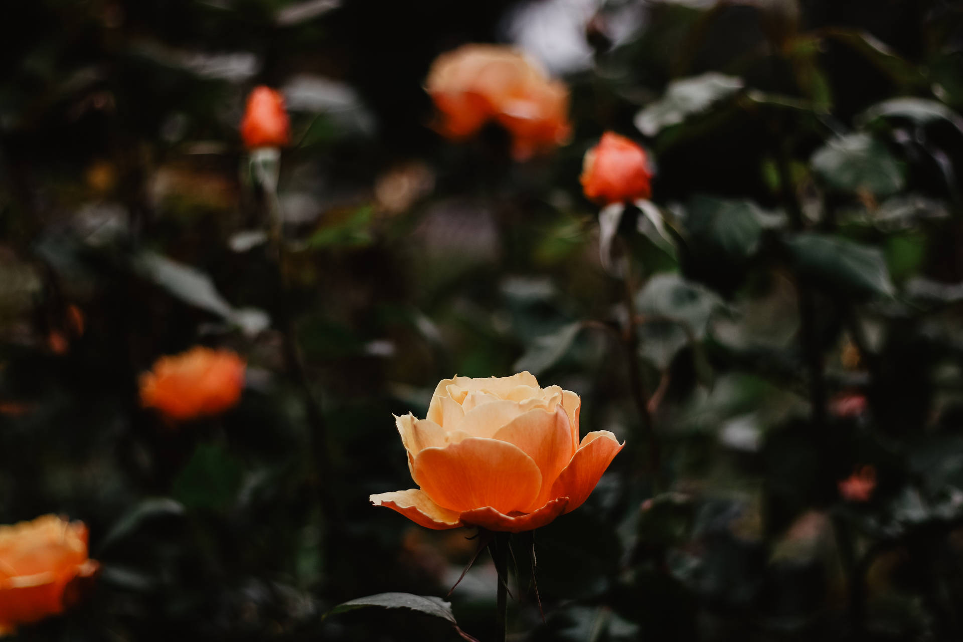 Orange Aesthetic Roses