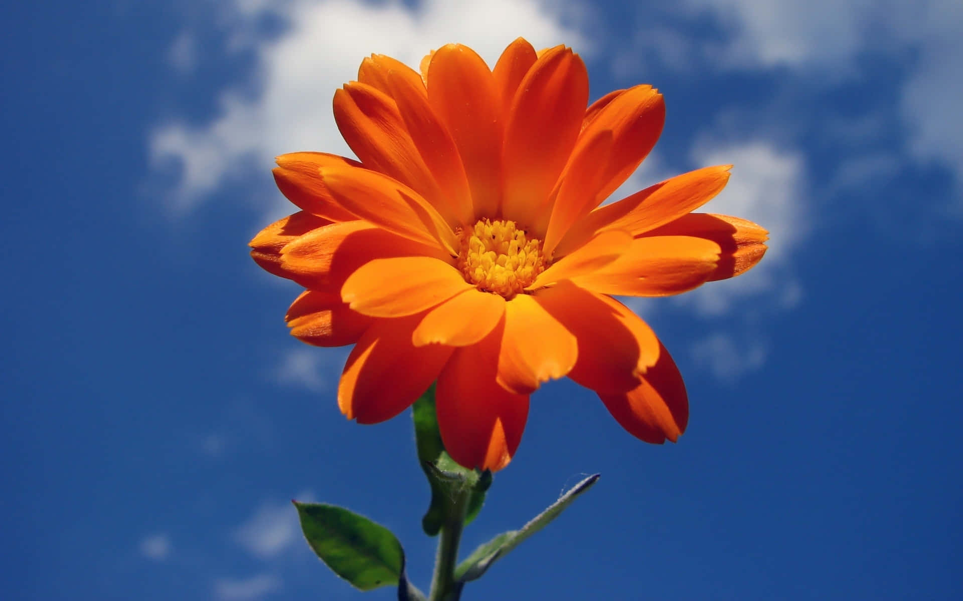 Orange Flower And Blue Sky Wallpaper