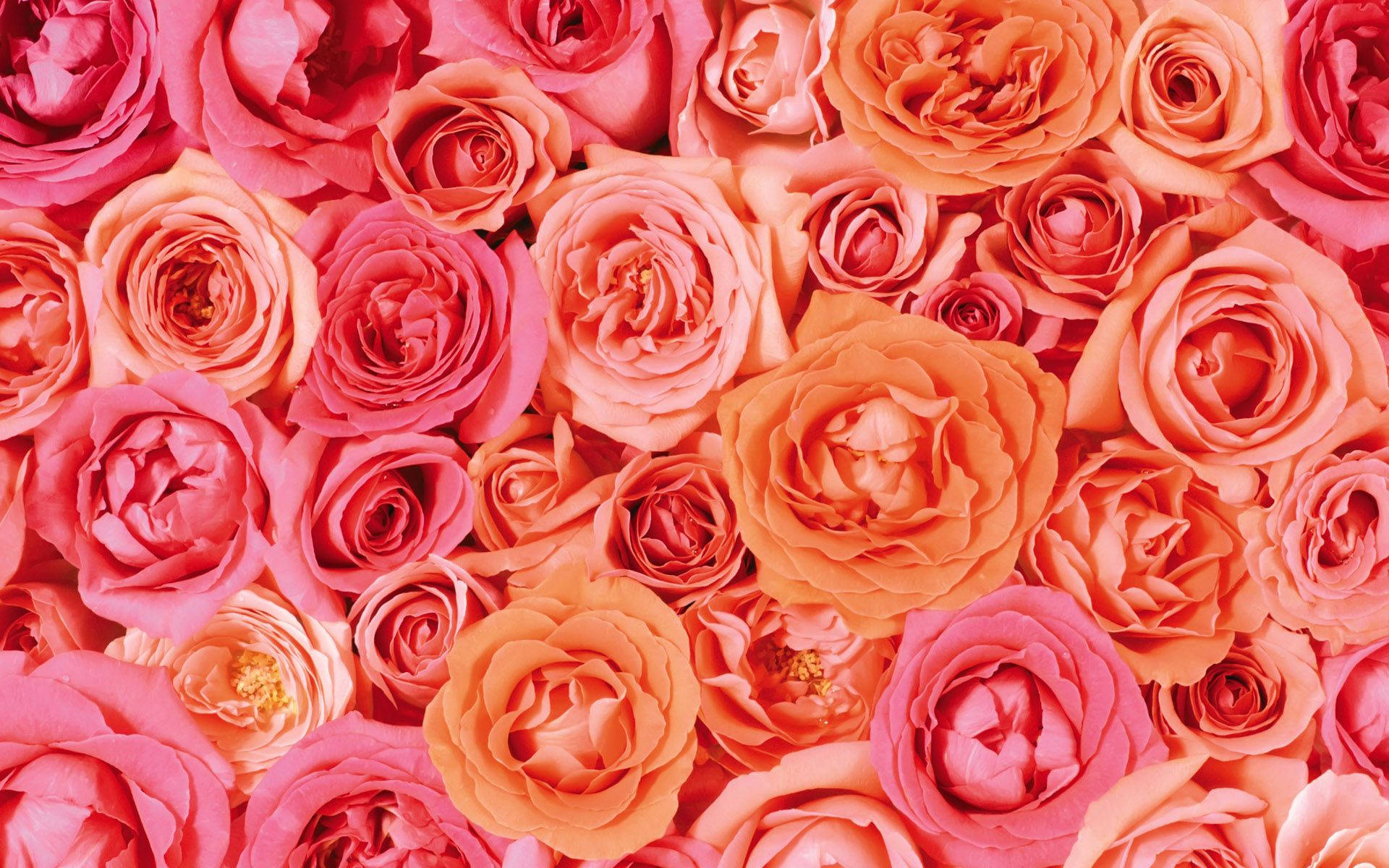 Fondode Pantalla Para El Escritorio Con Rosas Naranjas Y Rosas Rosadas Para San Valentín. Fondo de pantalla